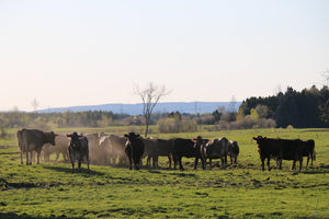 Troupeau de vaches Suisses brunes dans les pâturages verts de Grondines lors d'un matin ensoleillé